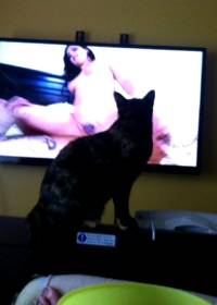 Pussy! What Are You Watching?